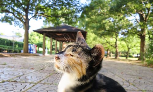 Cat with dog in background