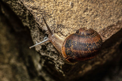 Close-up of snail