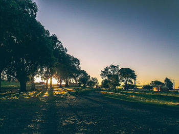 Trees on field against clear sky
