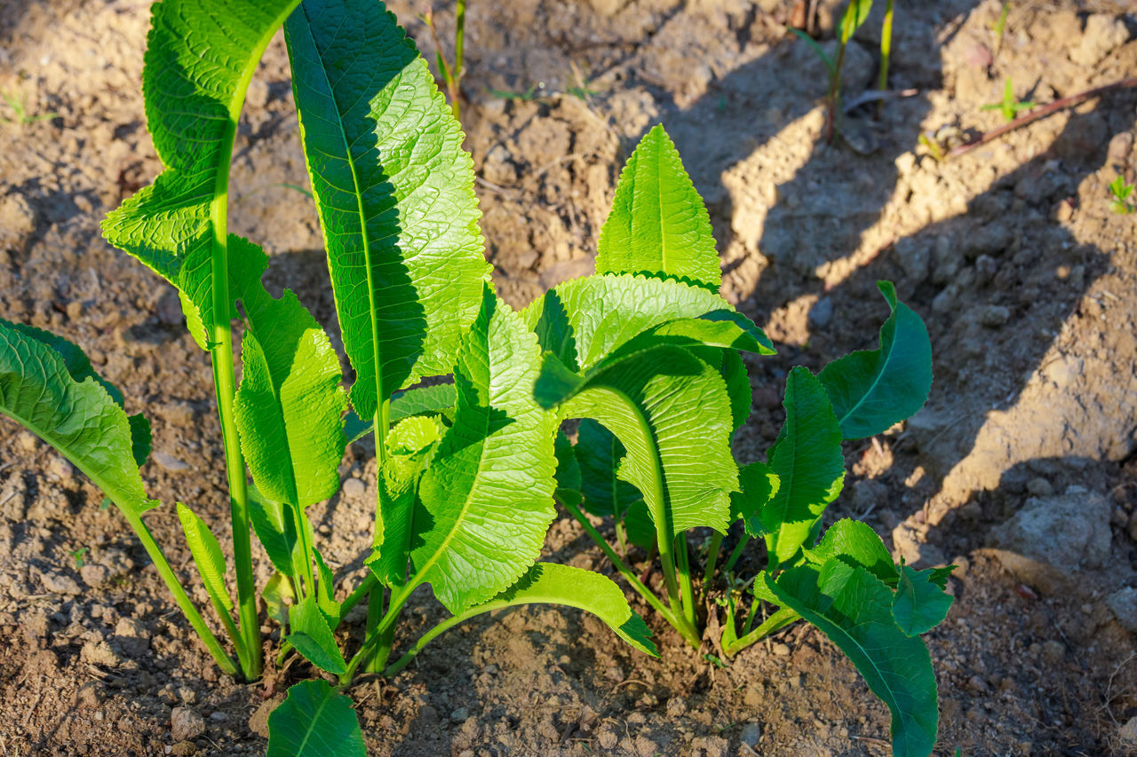 leaf, plant part, plant, nature, growth, soil, green, day, flower, no people, land, high angle view, sunlight, outdoors, beauty in nature, field, close-up, tree