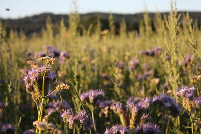 Close-up of purple flowering plants on field