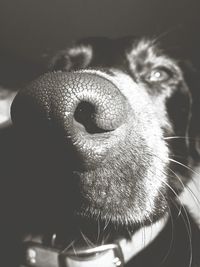 Close-up of dog looking away