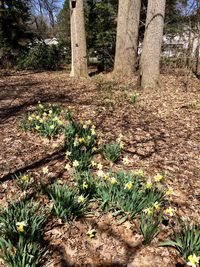 Plants growing on field