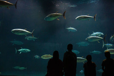 Fish swimming in aquarium