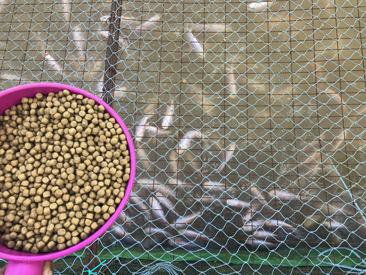 HIGH ANGLE VIEW OF CHAINLINK FENCE IN BASKET ON FIELD SEEN THROUGH METAL