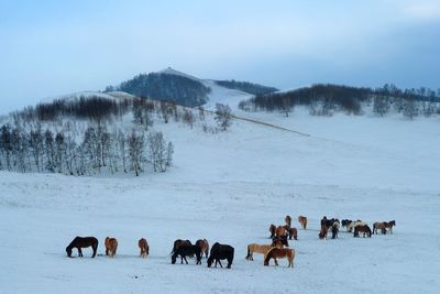 Horses on snow field against sky