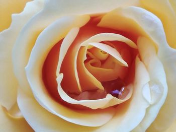 Close-up of rose flower