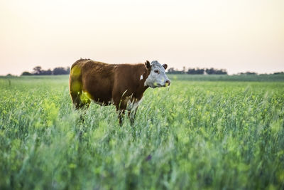 Cows grazing on field against clear sky