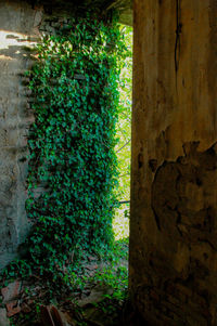 Close-up of ivy growing on tree