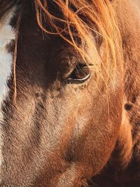 Close-up of a horse