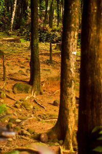 Trees in forest