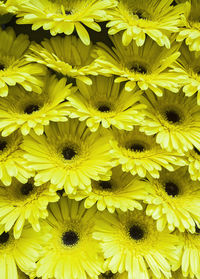 Full frame shot of yellow flowering plants