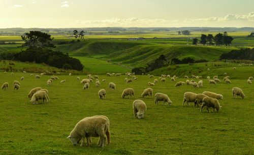 Sheep grazing on grassy field