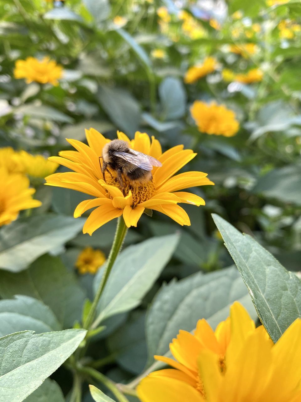 CLOSE-UP OF HONEY BEE ON YELLOW FLOWER