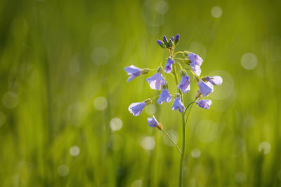 Close-up of purple flowering plant on field