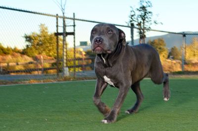 Portrait of dog on field