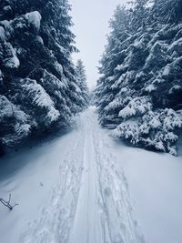 Snow covered road amidst trees during winter