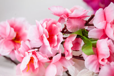 Close-up of pink cherry blossom