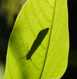 Close-up of insect on plant