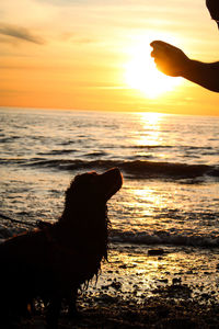Silhouette dog on beach during sunset