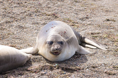 View of lion lying on beach