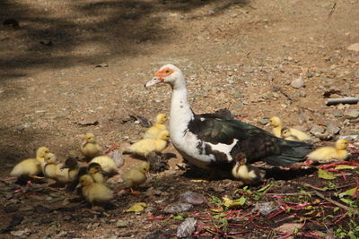 Ducks in a field