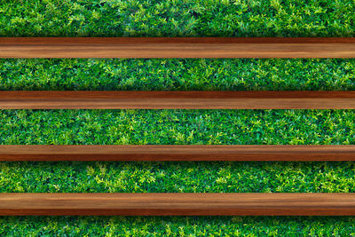 Full frame shot of plants growing on land