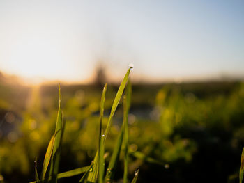 Close-up of wheat growing on field against sky