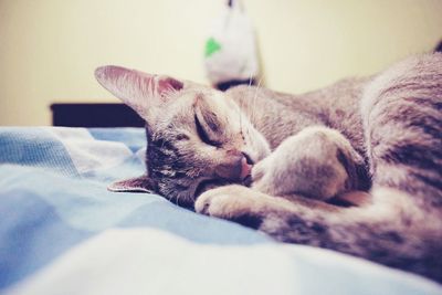 Close-up of cat lying on bed