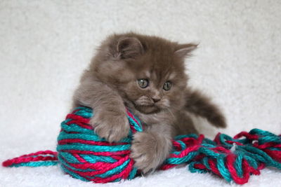 Portrait of cat with kitten