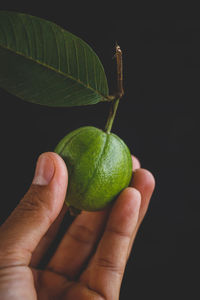 Cropped image of person holding guava
