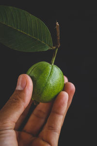 Close-up of hand holding fruit over black background