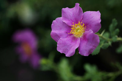 Close-up of flower blooming outdoors