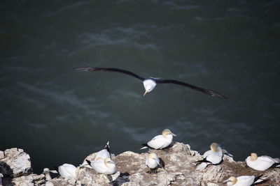 Black browed albatross gliding over the cliff tops