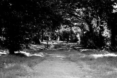 Empty road along trees in forest