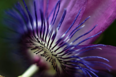 Close-up of purple flower head