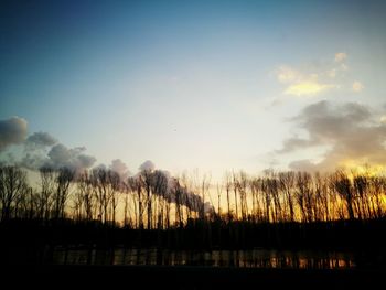 Silhouette of trees during sunset