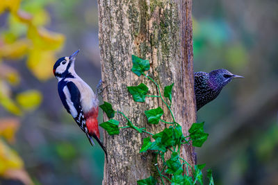 Great spotted woodpecker and starling perched on opposite sides of a tree trunk.