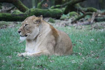 View of a cat relaxing on field