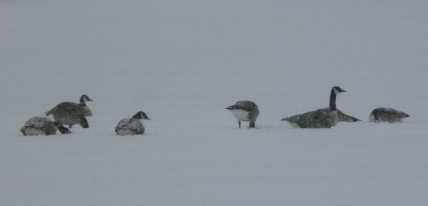 Canada geese on snow covered field during winter