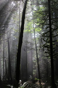 Sunlight falling on trees in forest