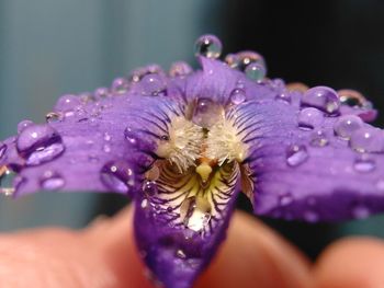 Close-up of raindrops on flower