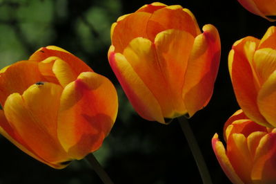 Close-up of orange tulips