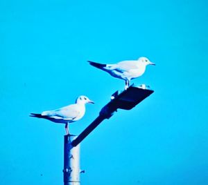 Low angle view of seagulls perching on the blue sky