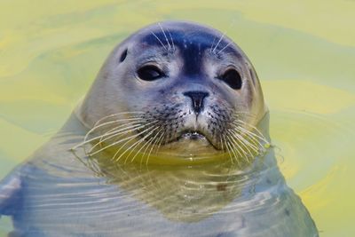 Close-up portrait of a seal