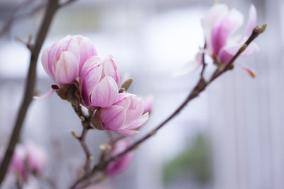 Close-up of pink flowers on branch