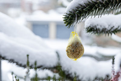 Winter day with bird food on a tree 