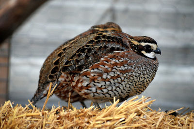 Close-up of a bird perching on a field