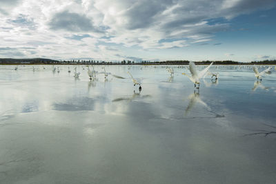 View of water birds