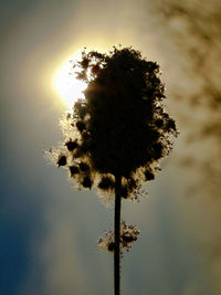 Low angle view of silhouette tree against sky during sunset